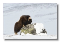 Musk Ox_ANL_8081